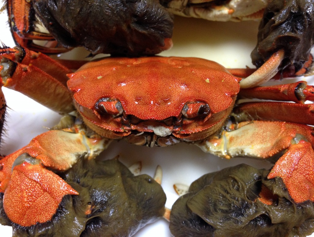 四万十川のモクズガニ 藻屑蟹 通称ツガニの味は濃厚 食べ方 料理の注意点 しまんトロッコガイド 地元のおばちゃんブログ