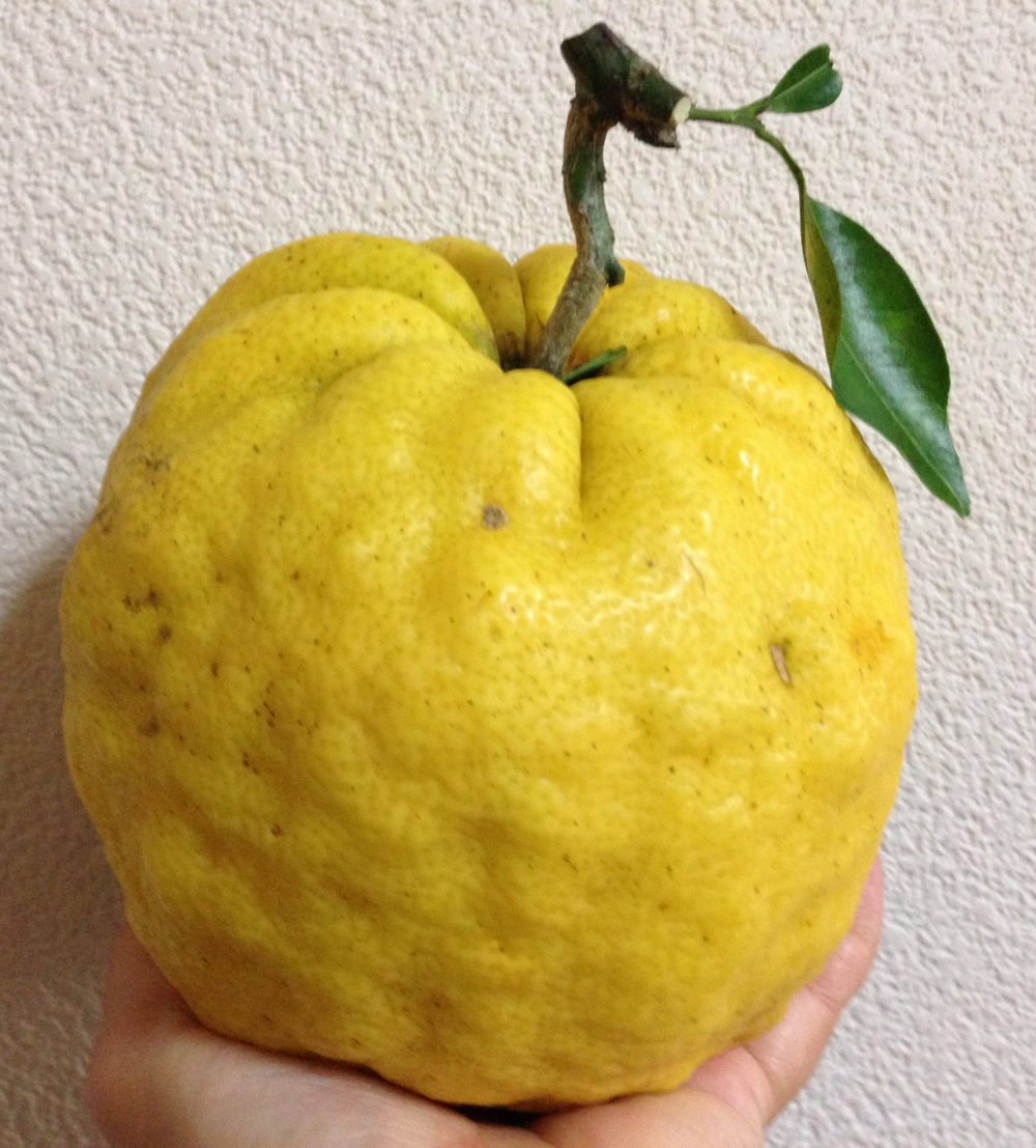 鬼柚子 おにゆず 獅子柚子 ししゆず の使い方と食べ方 しまんトロッコガイド 地元のおばちゃんブログ