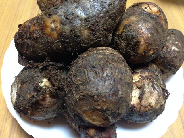 沖縄だけじゃない高知でも栽培の田芋 里芋 タロイモの とっておきの食べ方 しまんトロッコガイド 地元のおばちゃんブログ