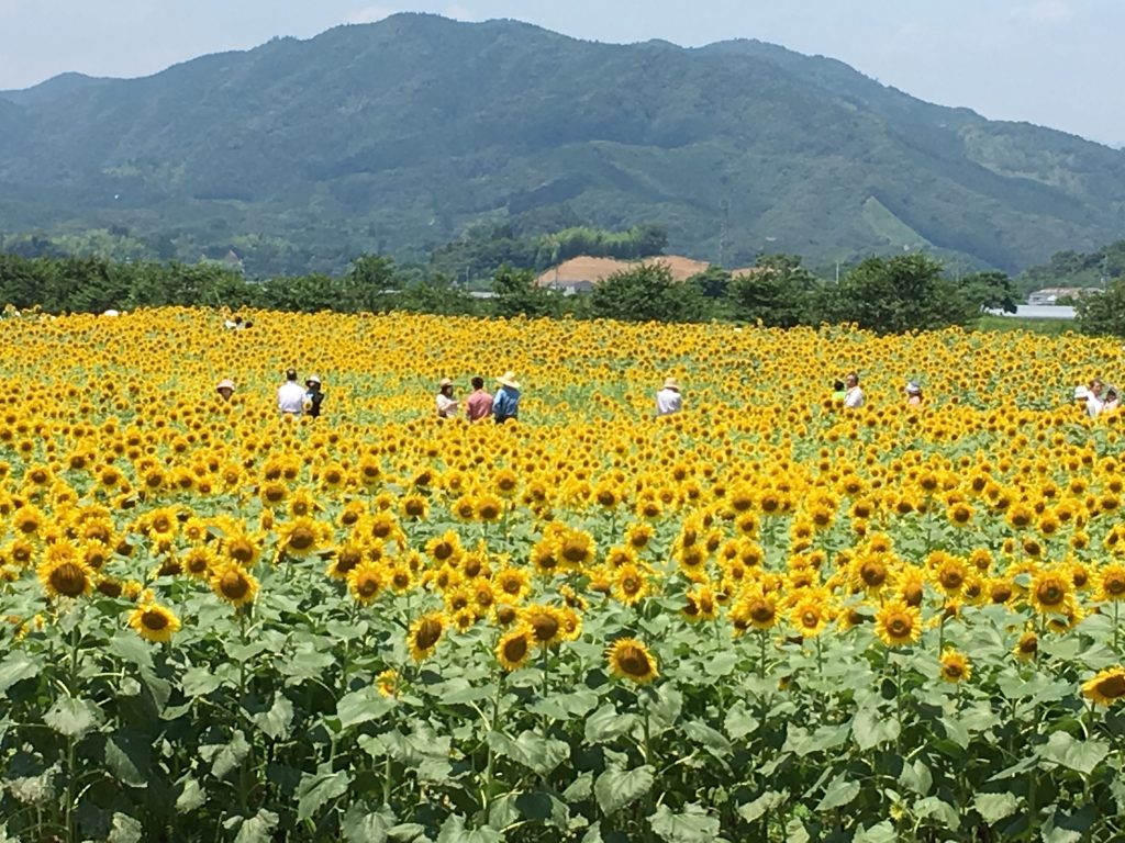 21年 高知県土佐市 出間 いずま 早咲きのひまわりと遅咲きのひまわり畑の場所や見頃 しまんトロッコガイド 地元のおばちゃんブログ