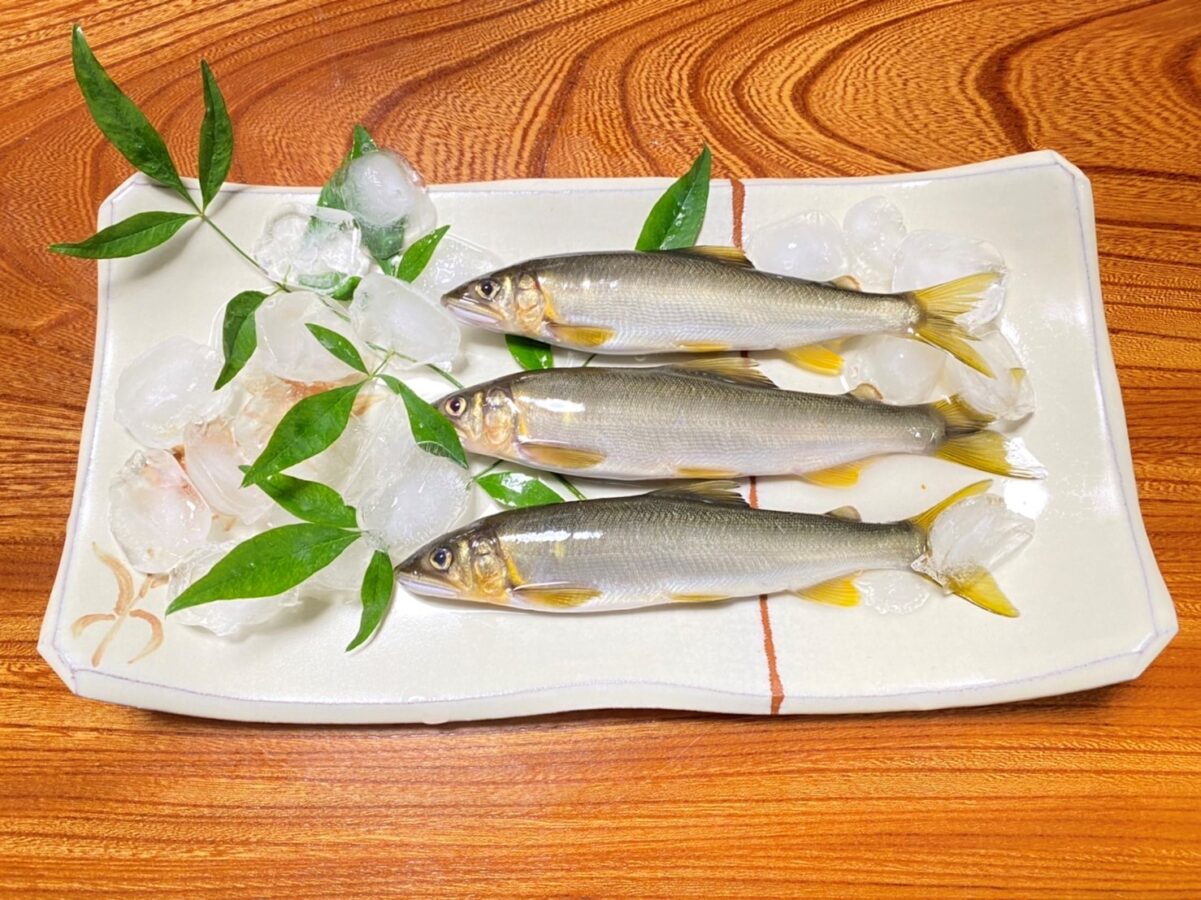 四万十川の天然鮎