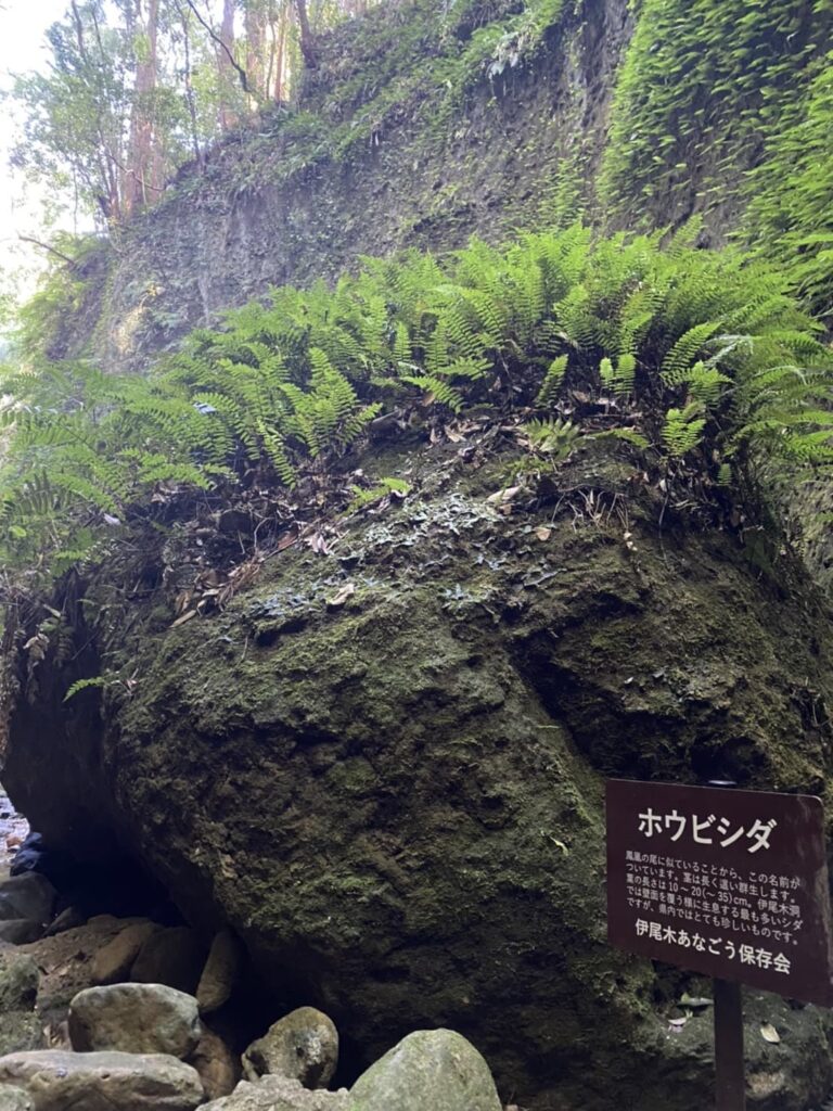 伊尾木洞・岩に植生するホウビシダ