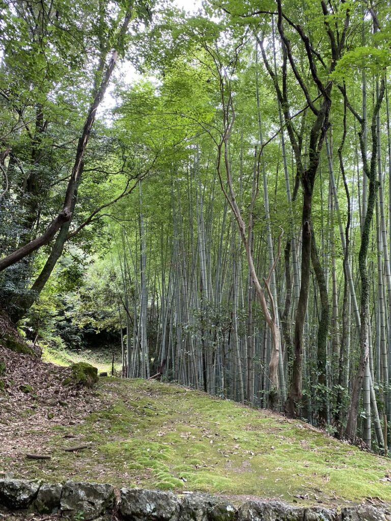 金峰神社の竹林