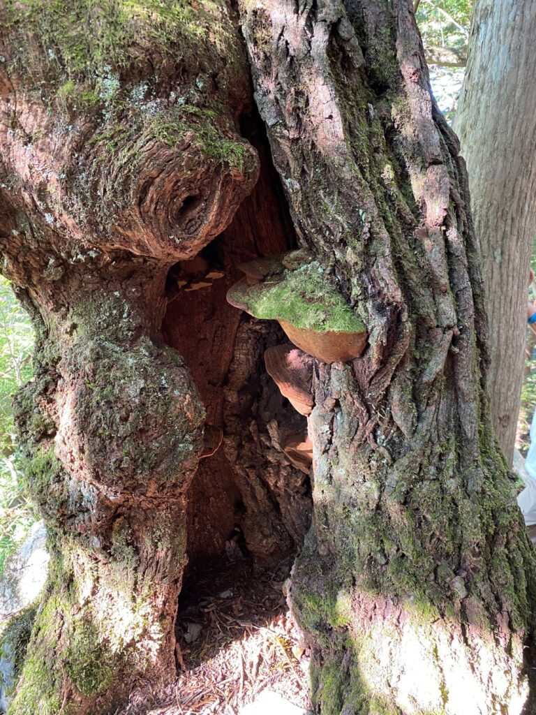 ヨコグラノキ基準木の中に生えるサルノコシカケ
