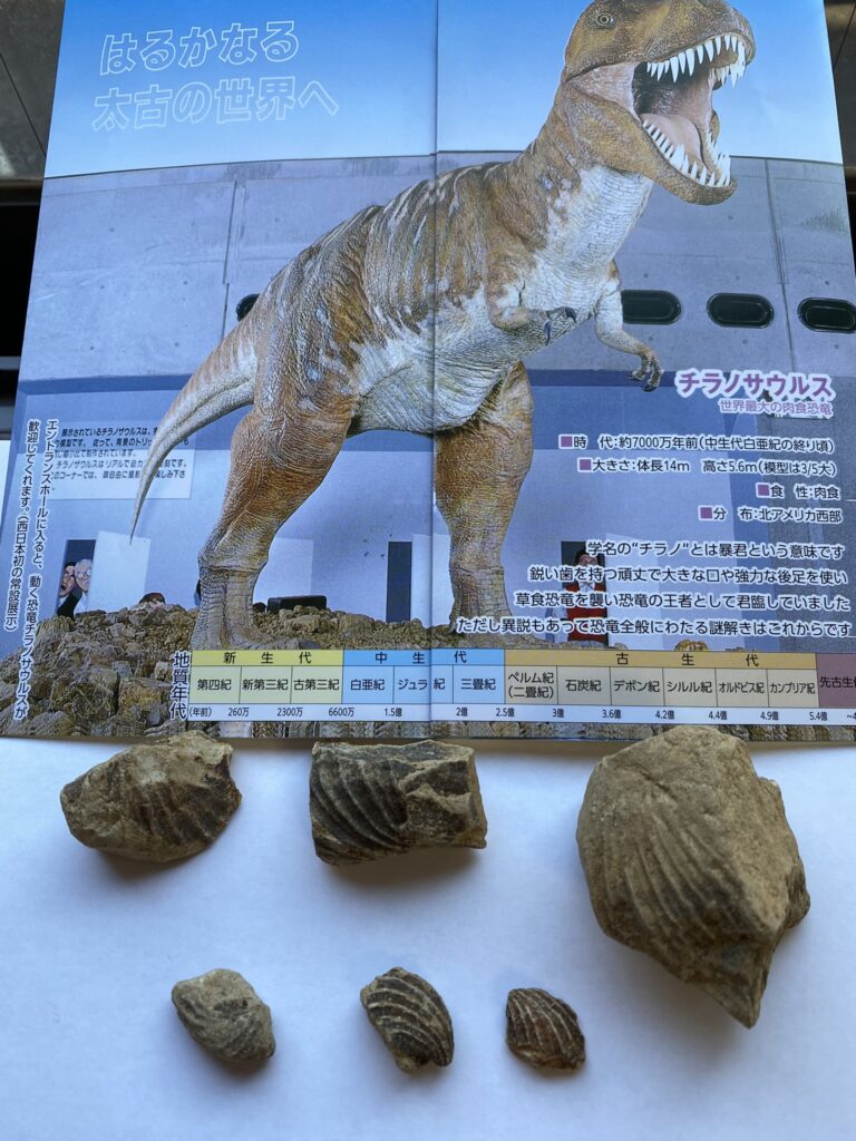 佐川町で採掘した貝の化石