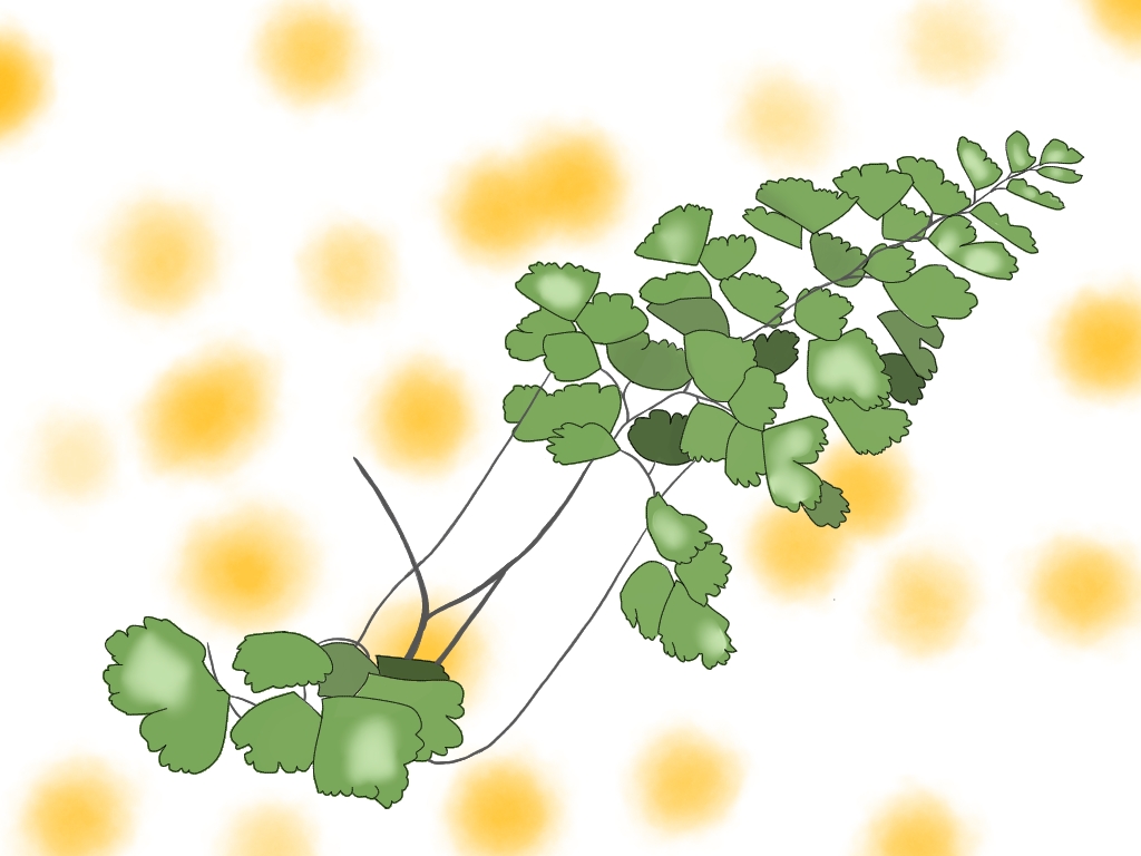 ホウライシダのイラスト