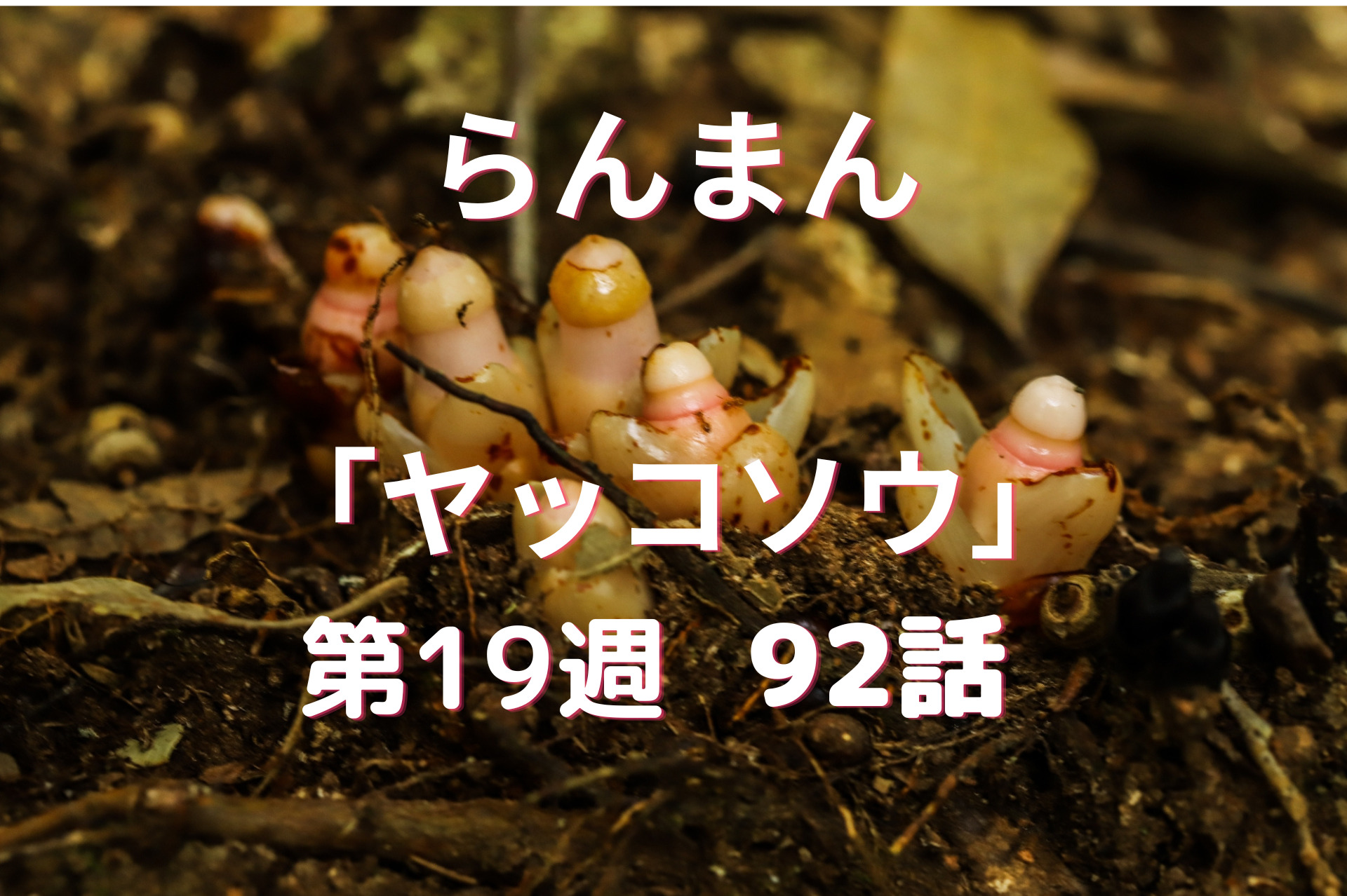 朝ドラ『らんまん』19週ヤッコソウ92話