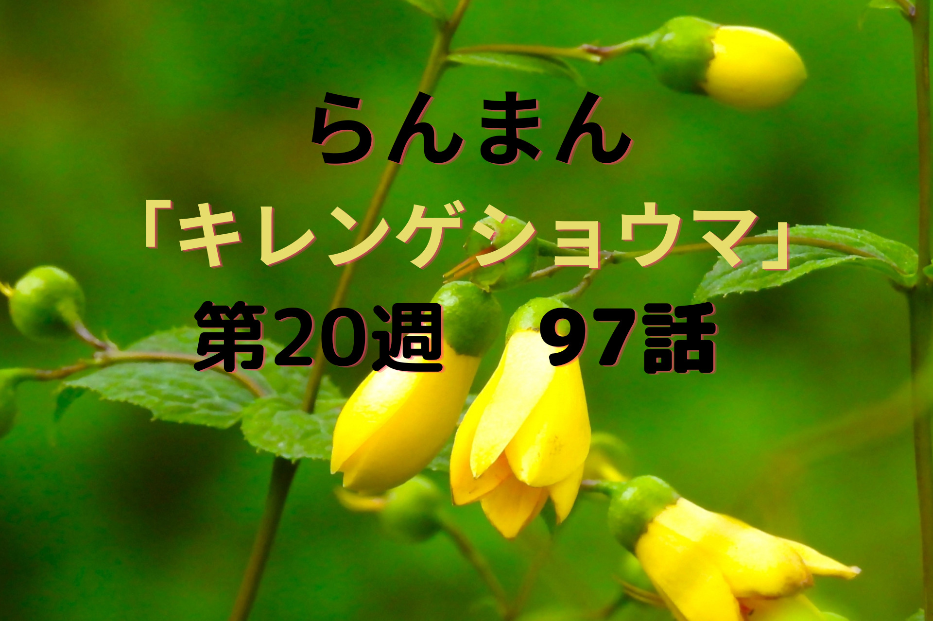 朝ドラ『らんまん』20週キレンゲショウマ97話