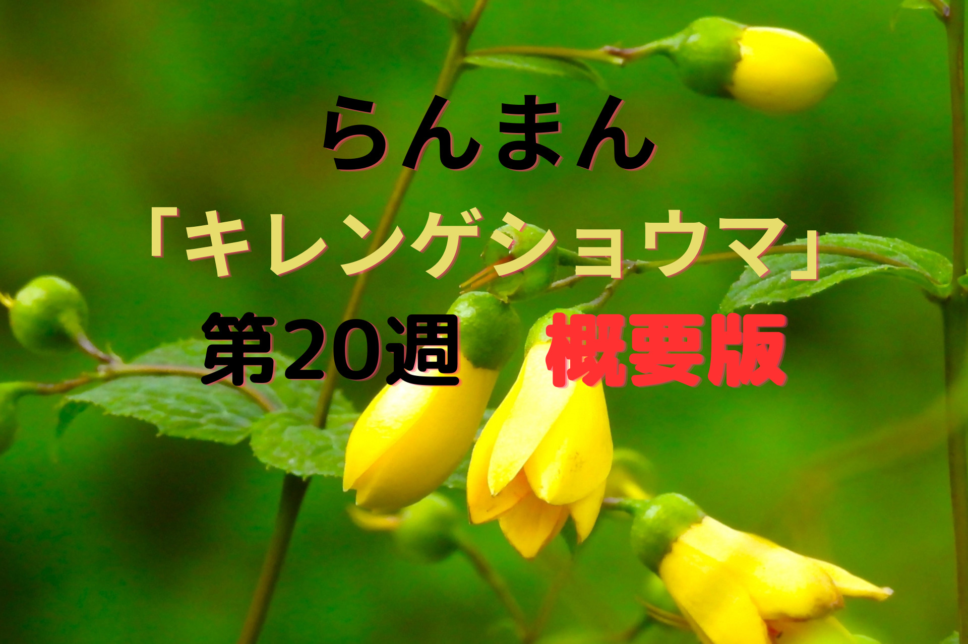 朝ドラ『らんまん』20週キレンゲショウマ概要版