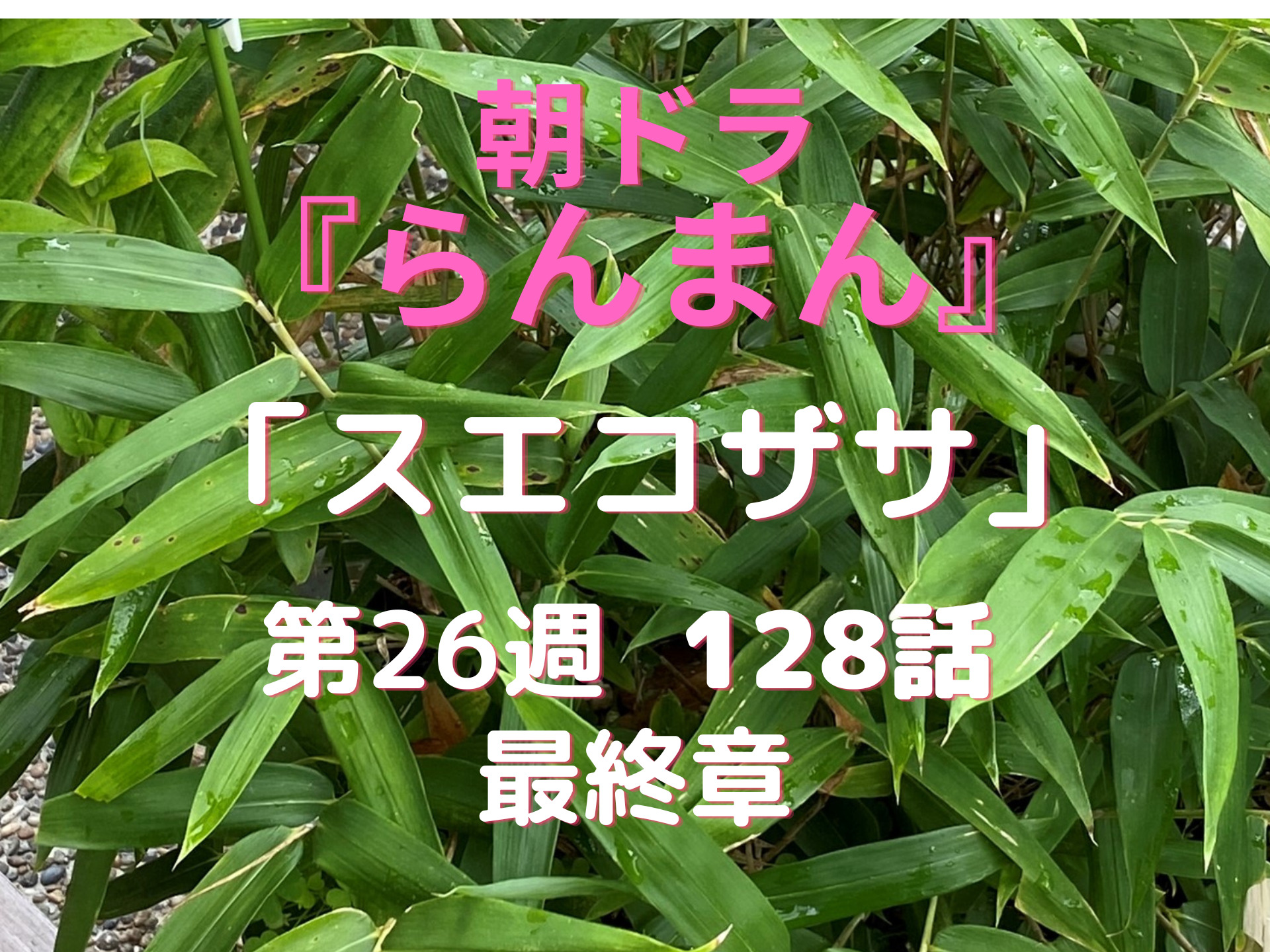 朝ドラ 『らんまん』スエコザサ128話